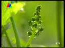 葡萄大棚种植管理技术教学视频