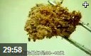 食用菌健康饮食种植技术教学视频