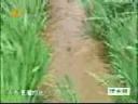 小麦种植耕作方法教学视频