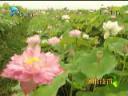 常见花卉园艺种植技术教学视频