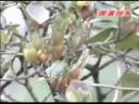 中医药材现代种植技术教学视频