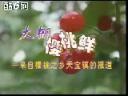 果树高产种植技术教学视频