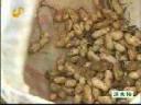 现代农业种植花生高产技术教学视频