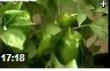 绿色蔬菜高产栽培种植技术教学视频