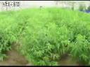 苹果果树后期管理技术教学视频