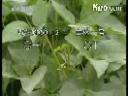 现代农业温室种植技术教学视频