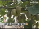 猕猴桃果树栽培技术视频教程