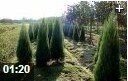 园林绿化树木种植技术教学视频