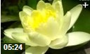 睡莲花卉种植技术教学视频