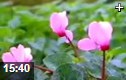 常见花卉种植栽培技术教学视频