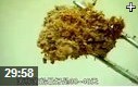 食用菌栽培管理技术教学视频