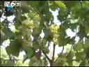 农园果树高产种植技术教学视频