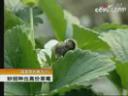 大棚草莓温室种植栽培技术教学视频