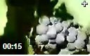 葡萄科学种植技术教学视频