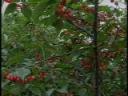 果树实用经典种植技术教学视频