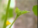绿色蔬菜科学种植技术教学视频