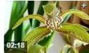 园艺花卉室内种植技术教学视频