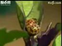 茄子无公害绿色种植技术教学视频