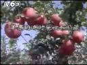 苹果种植后期管理技术教学视频