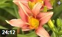 花卉居室盆栽种植技术教学视频