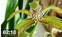 园艺花卉种植技术大全教学视频