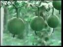 中医名贵药材种植技术教学视频