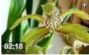 园艺花卉种植栽培技术教学视频