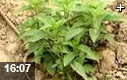 名贵中草药种植技术教学视频