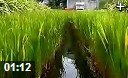 绿植管理与栽培园艺教学视频