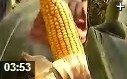 现代农业科学技术种植教学视频