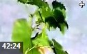 葡萄种植与栽培技术教学视频