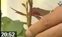 艺术园林花卉种植栽培技术教学视频