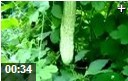 绿色无公害苦瓜种植技术教学视频