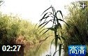 水生芦苇农业栽培种植技术教学视频