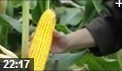 高产量玉米种植技巧教学视频