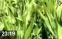 饲料经济作物种植技法教学视频