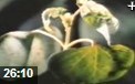 农业经济作物棉花种植技术教学视频