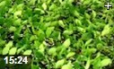 南方中草药种植技术视频教程