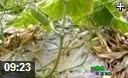 大棚蔬菜种植日光应用技巧教学视频