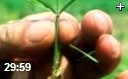 农业高产水稻种植教学视频