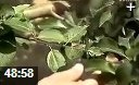 苹果果树栽培技术视频教程