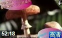 解密未来十年天麻种植赚钱计视频教学