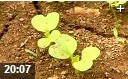 食用蔬菜绿色种植技术教学视频