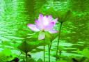 水芙蓉栽培技术全套教程