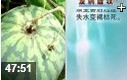 无籽小型西瓜栽培技术教学视频
