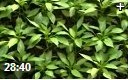 课堂记录蔬菜种植全程