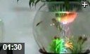 水培花卉技巧教学视频
