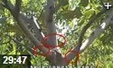 水果种植之果树嫁接与栽培视频教程