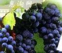 美国黑提葡萄早藤栽培技术教程