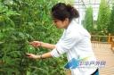 实用西瓜栽培技术视频教程